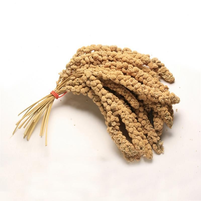 Harrisons Millet Spray Approx 10" 15kg—ideal bulk bird food.