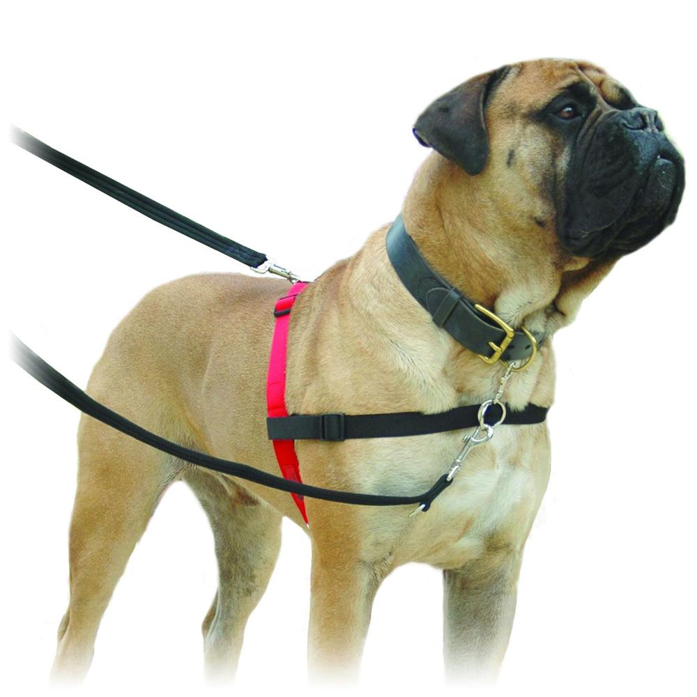 Halti Harness