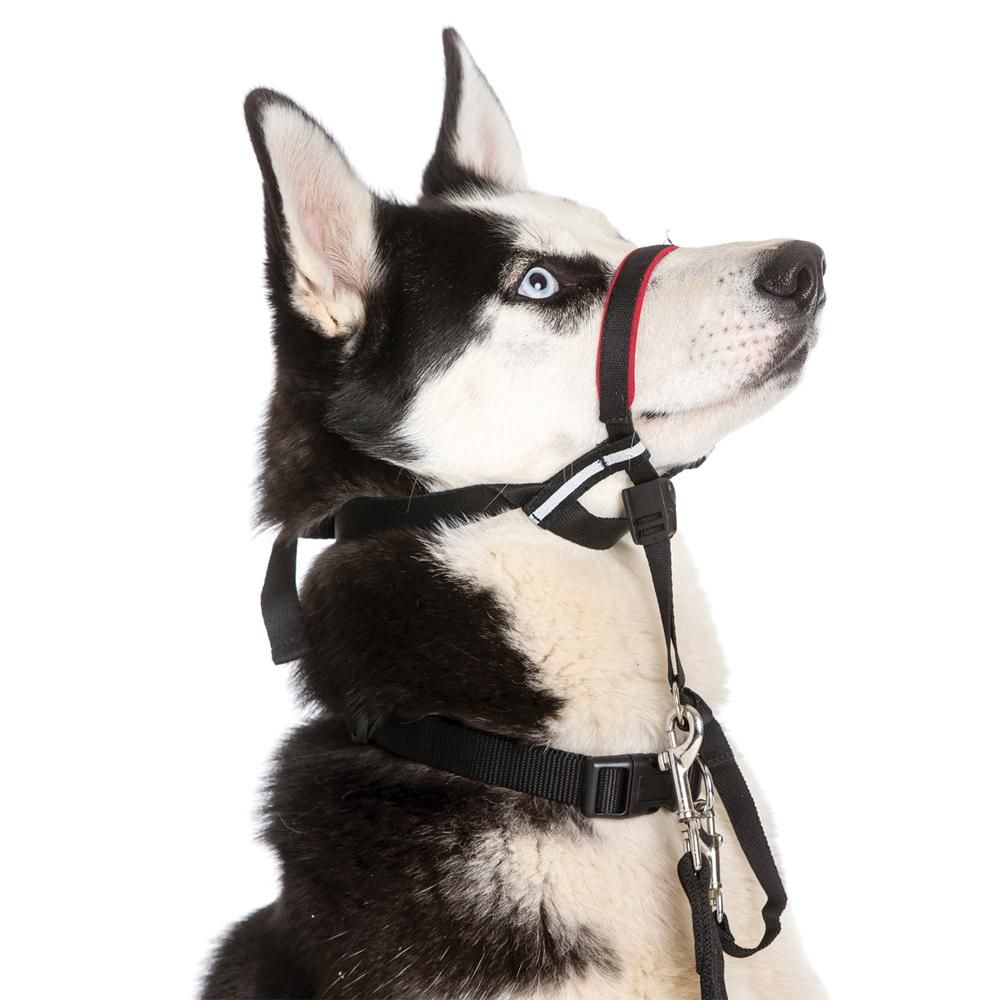 Halti Optifit Headcollar Dog Collars Lead Harness