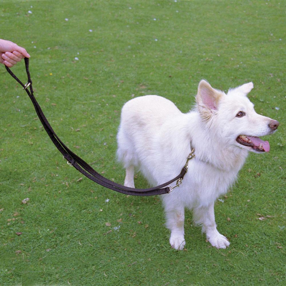 A white dog on a Halti Dog Training Lead stands on grass, looking right with its tongue out.