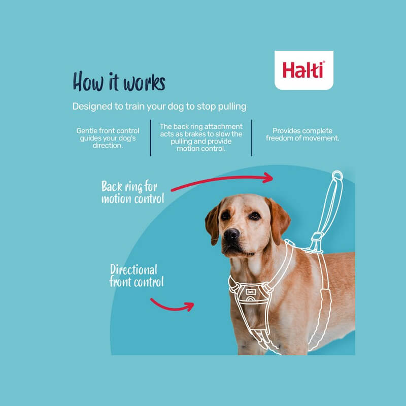 Small dog in Halti No Pull Harness Forest Green with adjustable straps on white background.