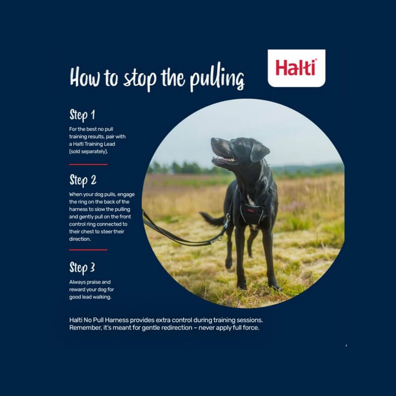 A black dog in a Halti No Pull Harness Forest Green stands on grass with training tips beside it.