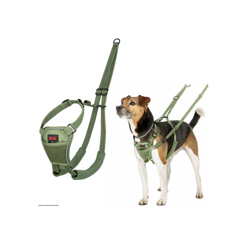 Small dog in Halti No Pull Harness Forest Green with adjustable straps on white background.