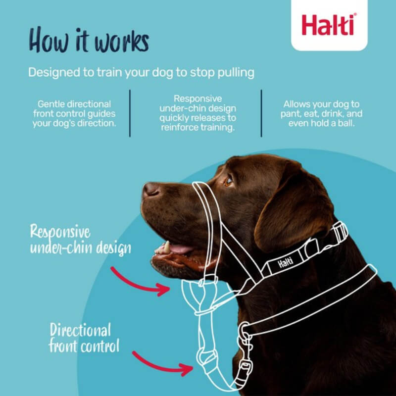 A brown dog wears a Halti Headcollar Forest Green featuring dog training collar features.