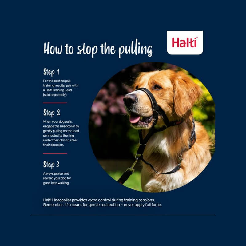 Golden retriever outdoors in Halti Headcollar Forest Green; no-pull training tips included.