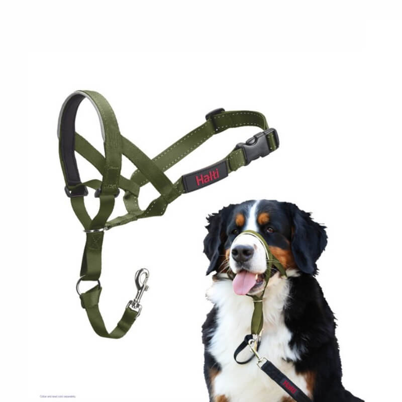 Halti Headcollar Forest Green by Halti, shown on a Bernese Mountain Dog for walking control.