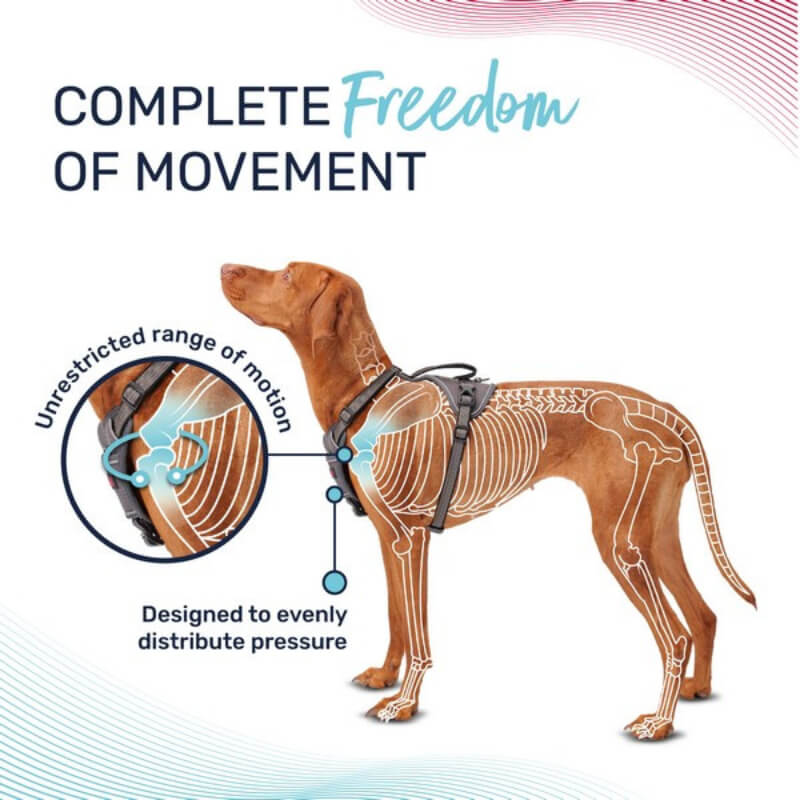 Dog in Halti Anatomy Harness Grey with skeleton illustrating ergonomic pressure distribution.