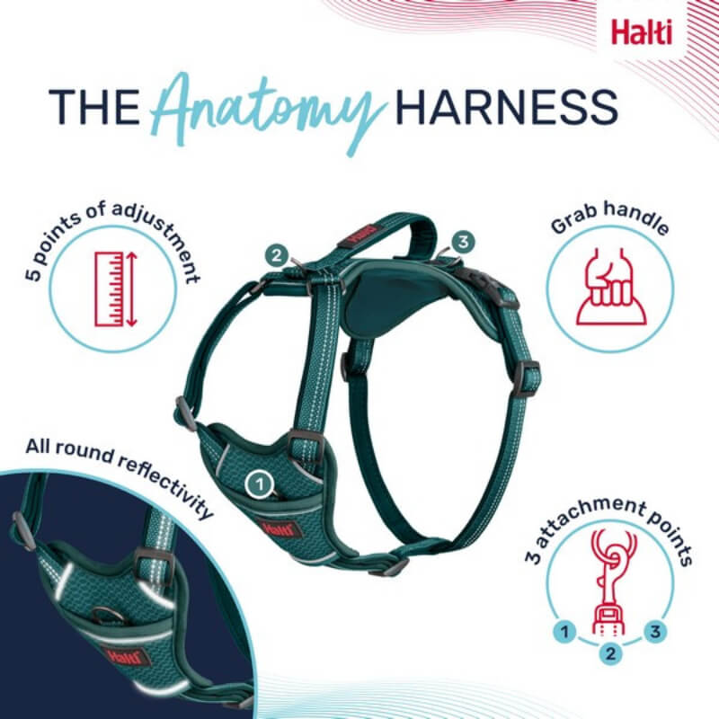 Halti Anatomy Harness Teal by Halti, adjustable with handle, shown on a white backdrop.
