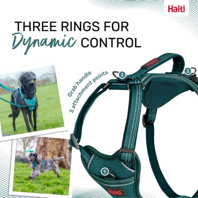Halti Anatomy Harness Teal with three leash rings, shown on two dogs for ergonomic comfort.