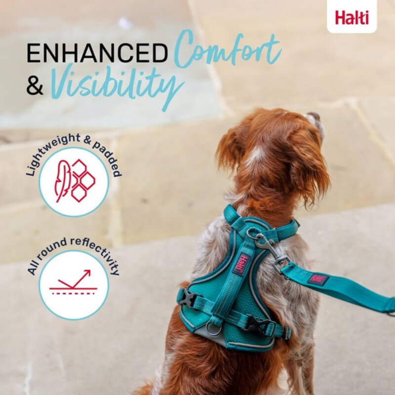 Dog wearing Halti Anatomy Harness Teal, an ergonomic, adjustable harness by Halti for comfort.
