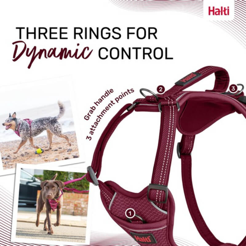 Halti Anatomy Harness Magenta by Halti, with three rings, shown on two dogs walking outside.