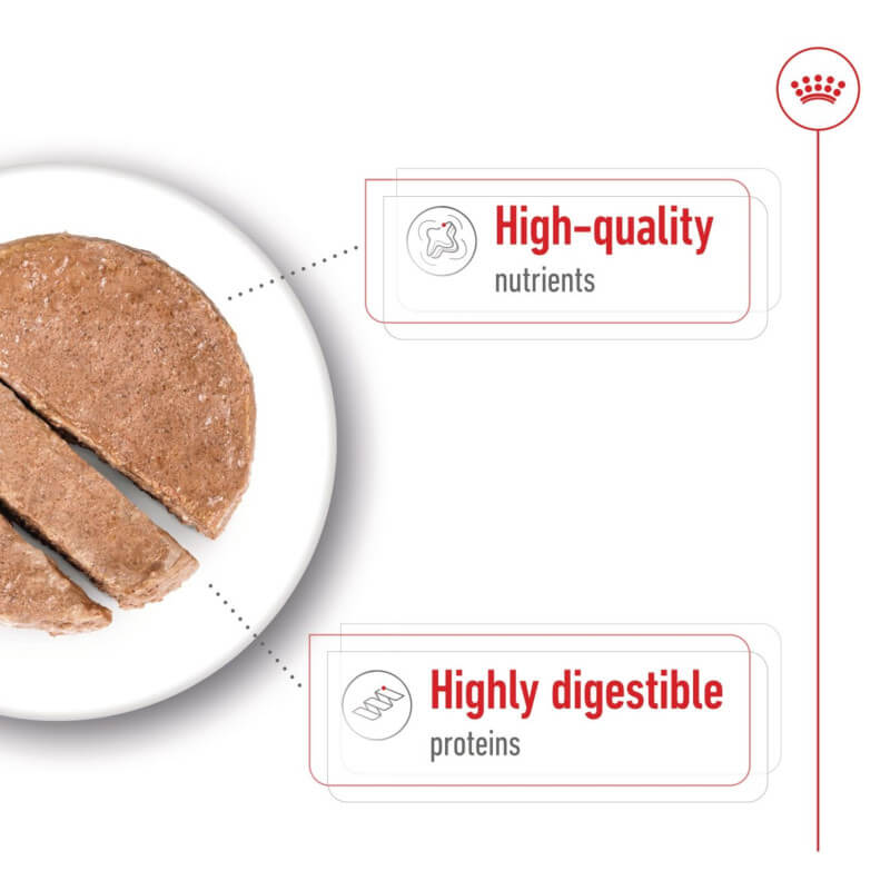 A plate of Royal Canin Maxi Adult wet dog food with highly digestible proteins.
