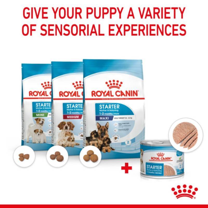 Three Royal Canin Starter Mousse 195g cans, ideal for nursing and weaning puppies.