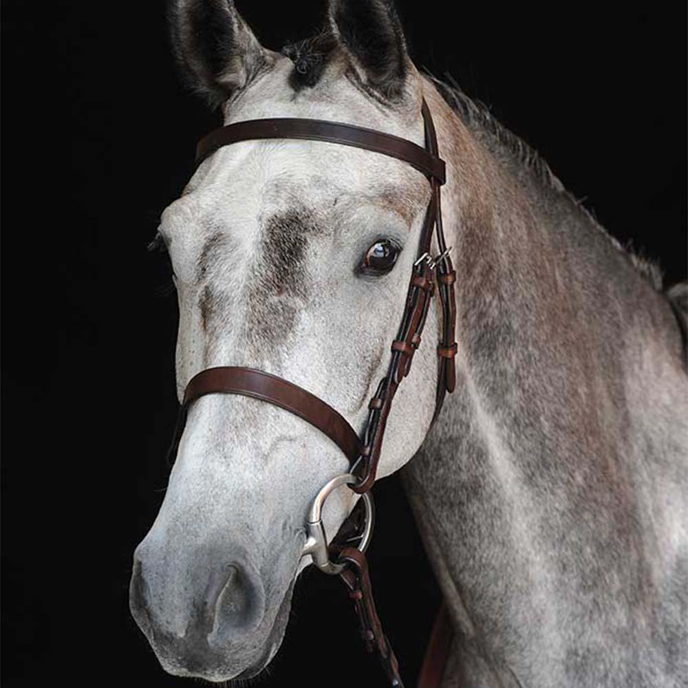 A grey horse in a Collegiate Hunt Cavesson Bridle by Collegiate, set against a black background.