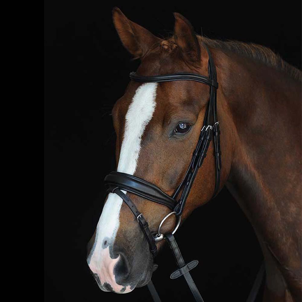 Brown horse wears Collegiate Mono Crown Padded Raised Flash Bridle on black background.