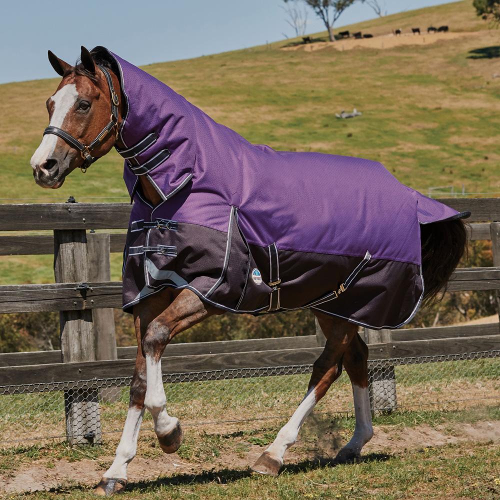 A horse in a Weatherbeeta Comfitec Plus Dynamic Combo Heavy walks in a fenced grassy field.
