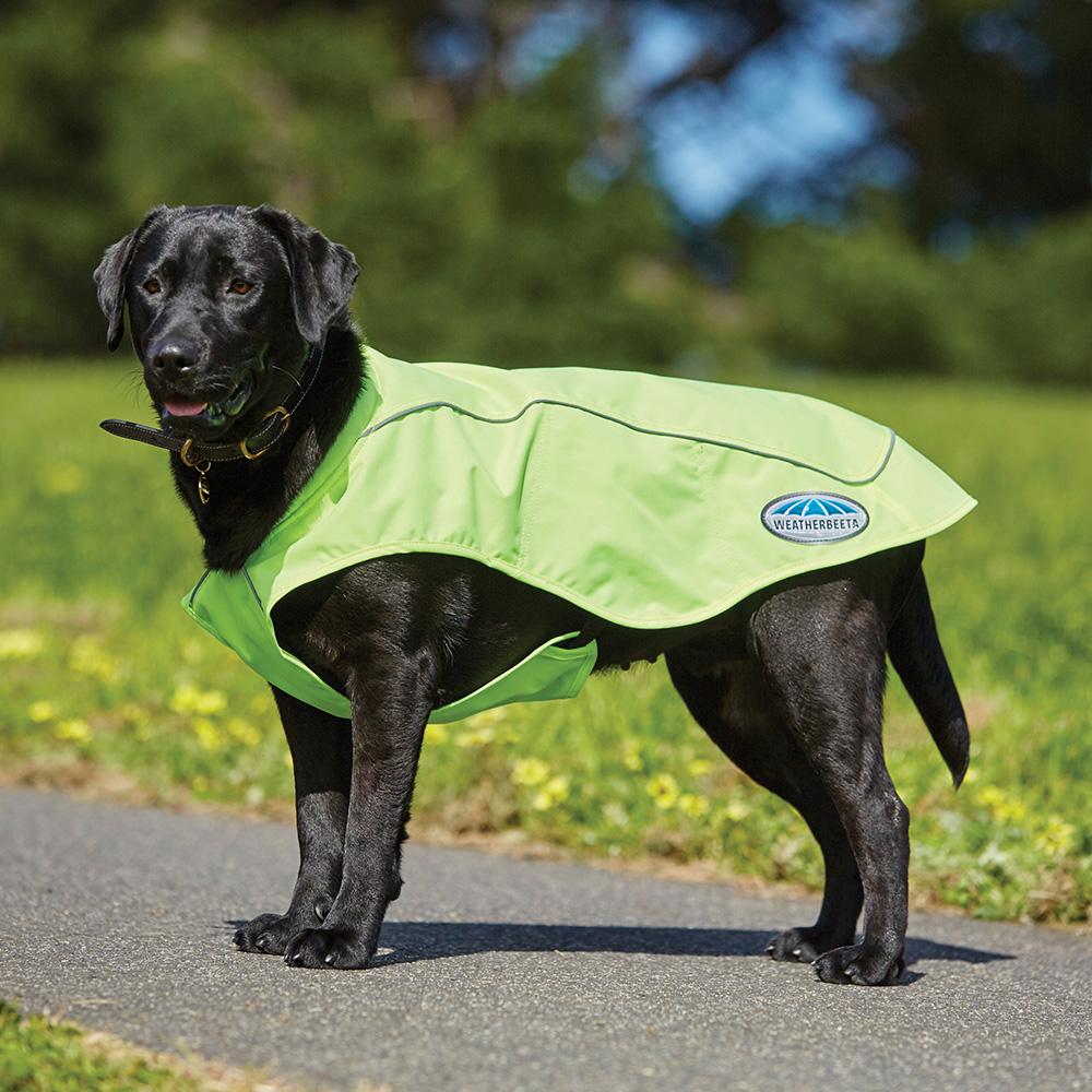 Black dog in a Weatherbeeta Reflective Exercise Dog Coat stands on a path with grass and trees.