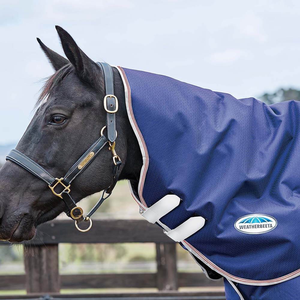 A black horse outdoors in a blue Weatherbeeta Comfitec Essential Medium Weight neck rug and halter.