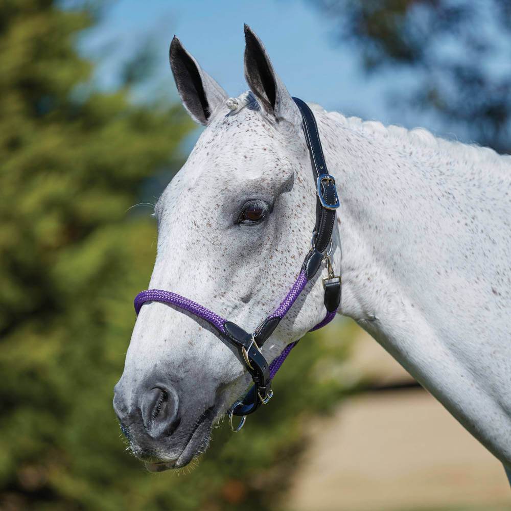 Gray horse in a Kincade Leather Rope Headcollar, black and purple, with trees in the background.