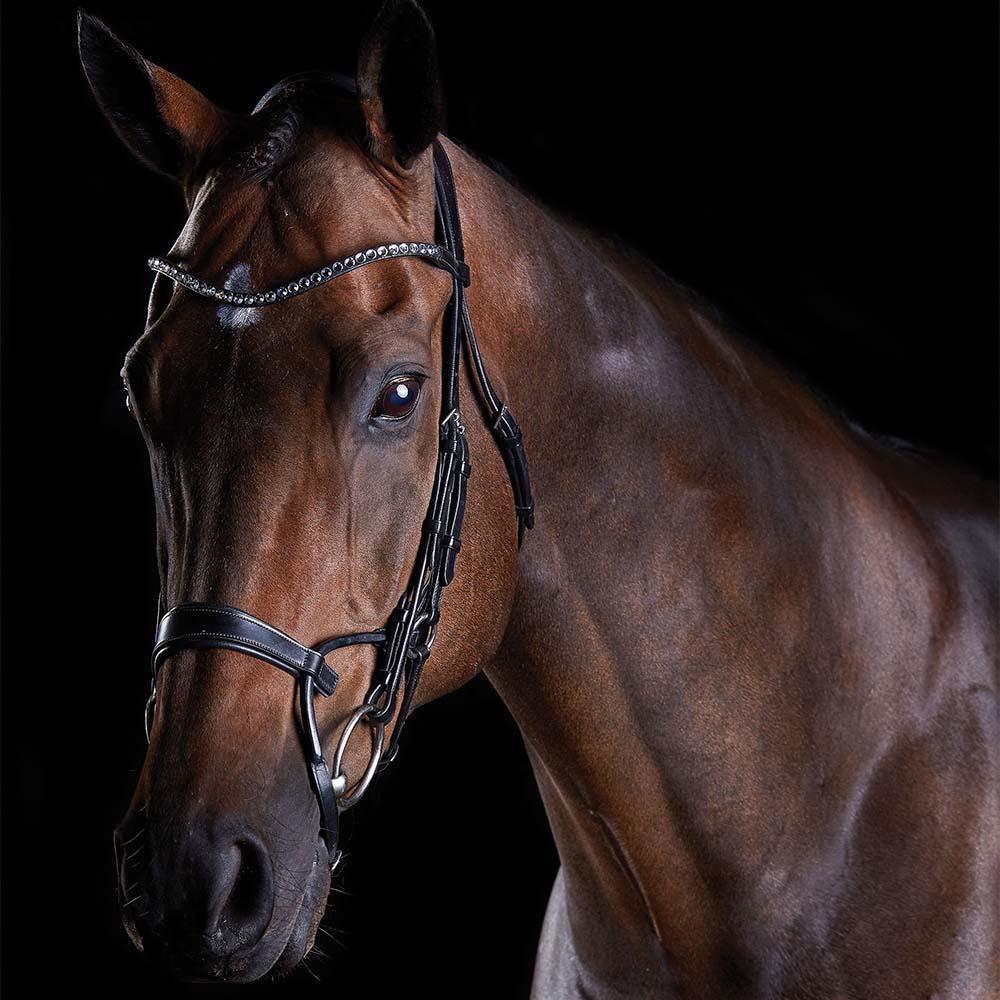 Brown horse in Collegiate Comfitec Crystal Bridle with jeweled browband on a black background.