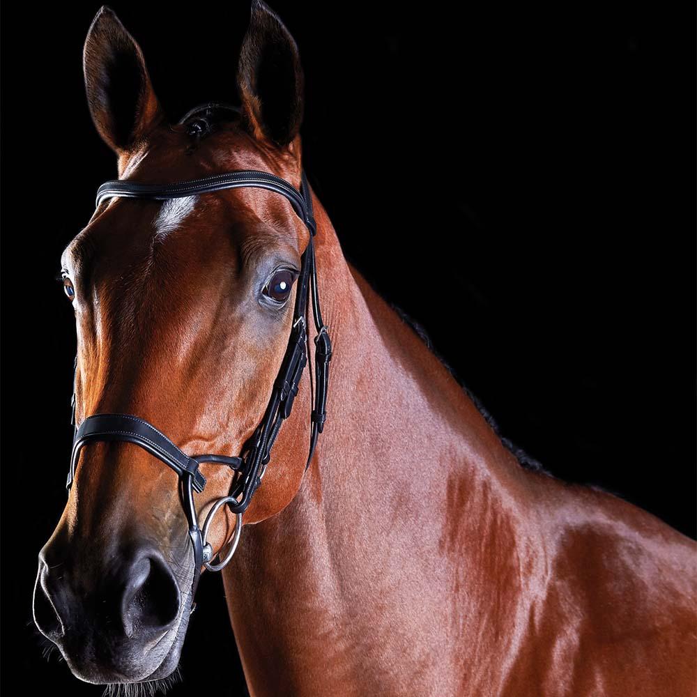 A brown horse wears the Collegiate Comfitec Training Bridle against a black background.