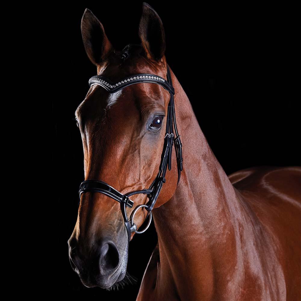 Brown horse in a Collegiate Comfitec Patent Bridle, ergonoseband, facing slightly left.