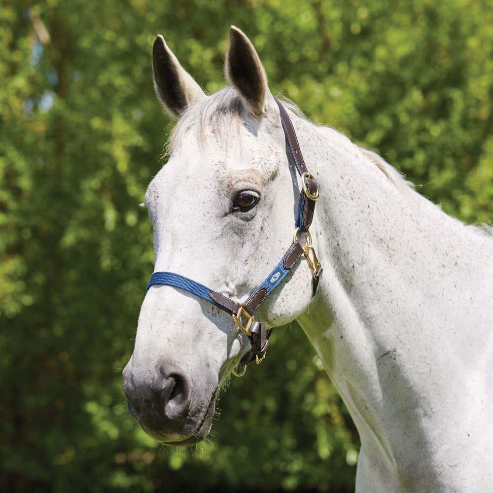 Kincade Leather Web Headcollar