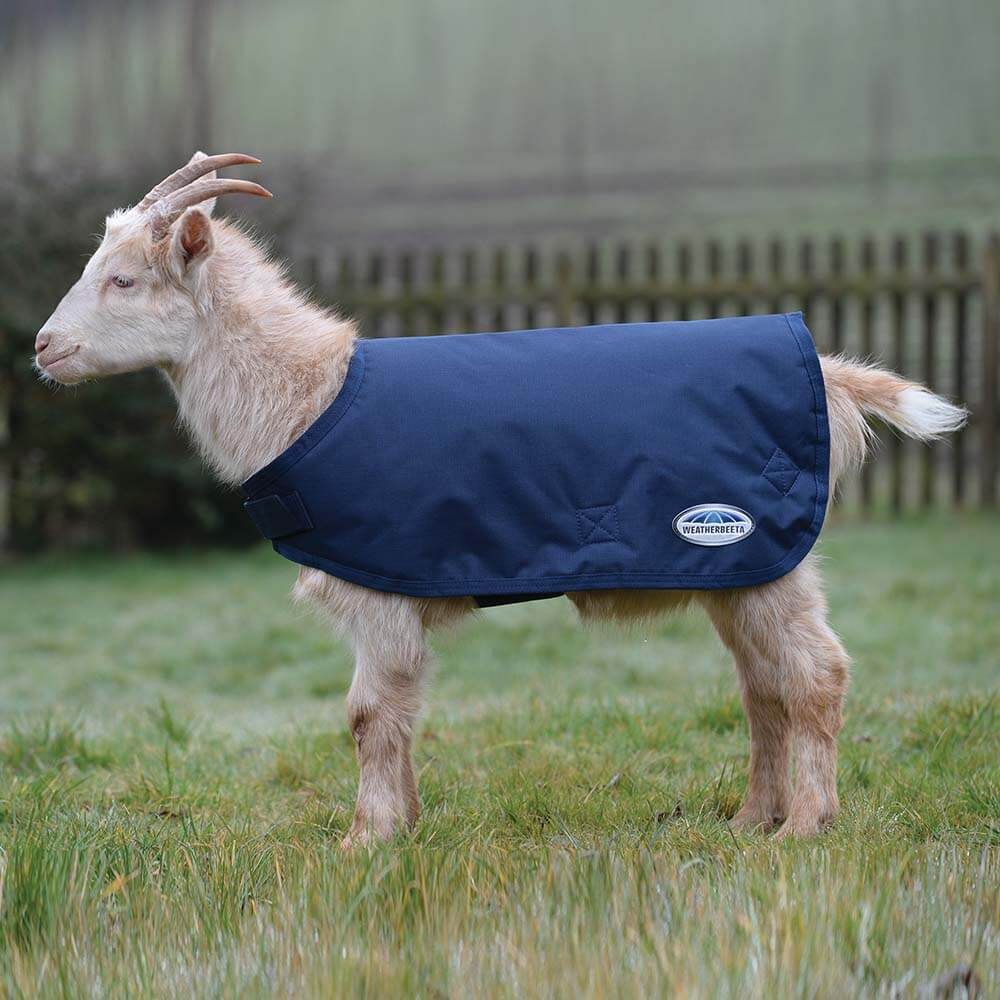 A goat in a Weatherbeeta Goat Coat Navy stands on grass near a wooden fence.