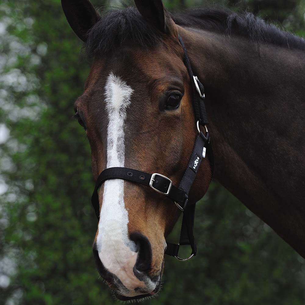 Close-up of a brown horse with a white blaze, wearing a Saxon Economy Headcollar.