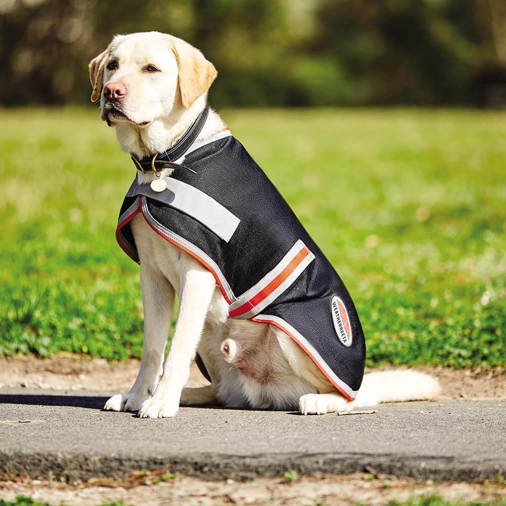 Yellow lab in Weatherbeeta 1200D Therapy-Tec Dog Coat sits on a path in a grassy park.