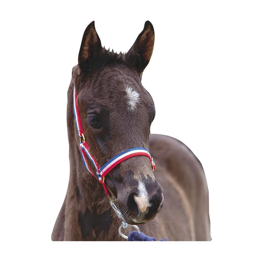 Dark brown foal with a white star wears the Roma Foal Headcollar Red by Roma.