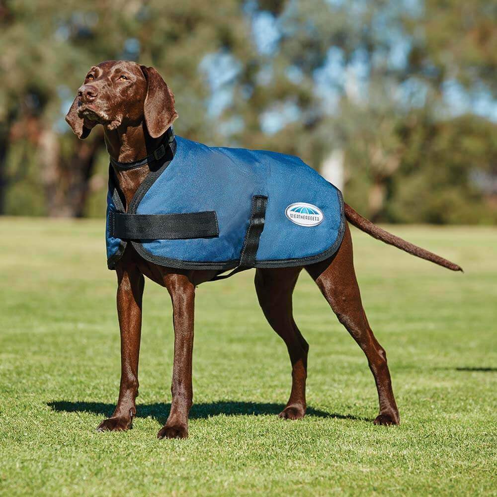 Brown dog in a Weatherbeeta Comfitec Classic Parka Dog Coat Dark Blue stands on grass.
