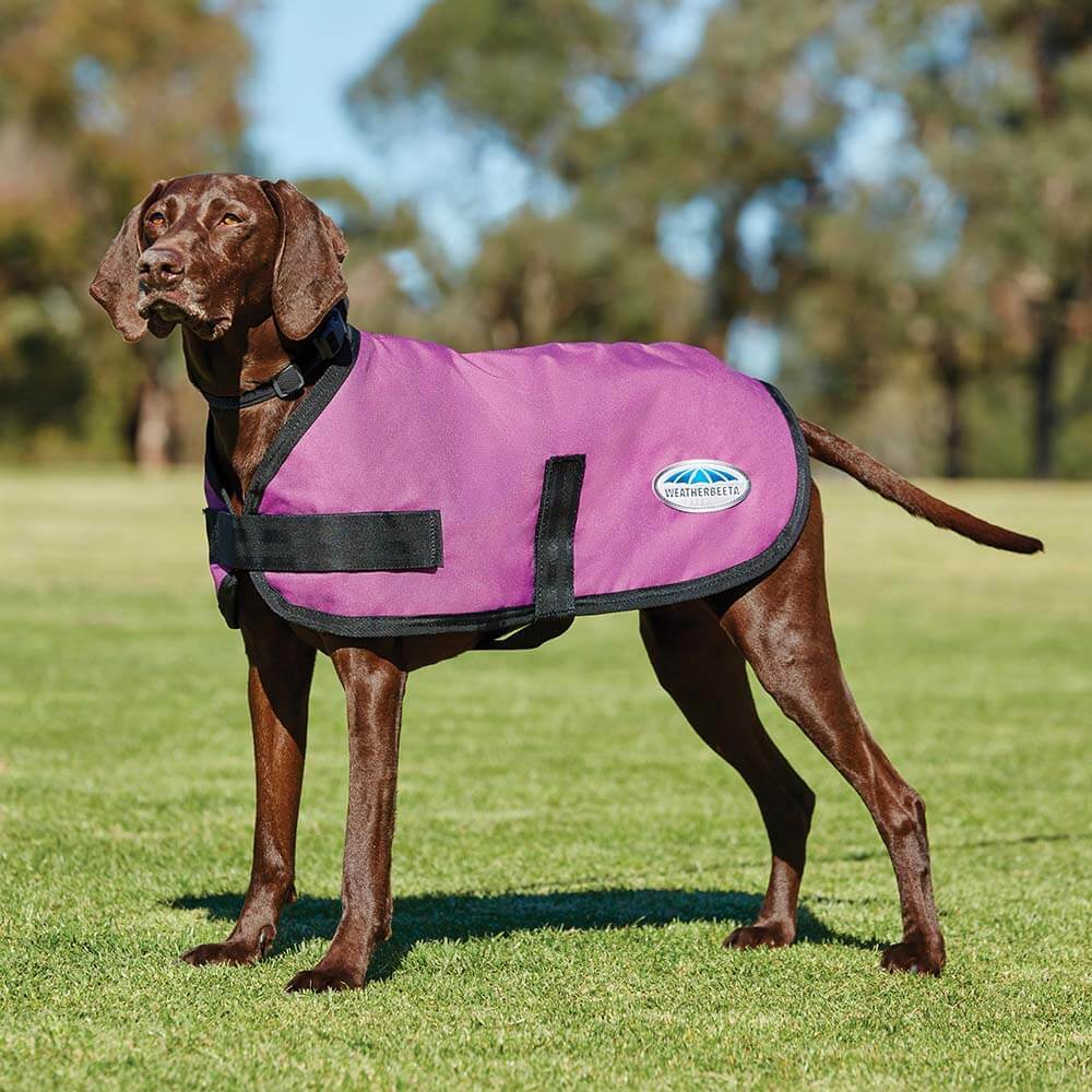 Brown dog in a Weatherbeeta Comfitec Parka Dog Coat stands on green grass with trees behind.