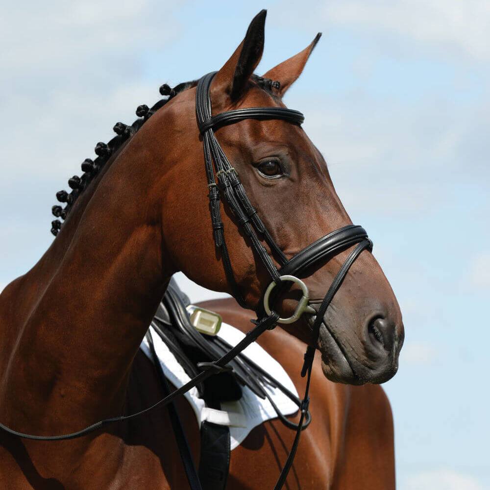 Brown horse in Collegiate Syntovia+ Padded Raised Flash Bridle, looking right against blue sky.
