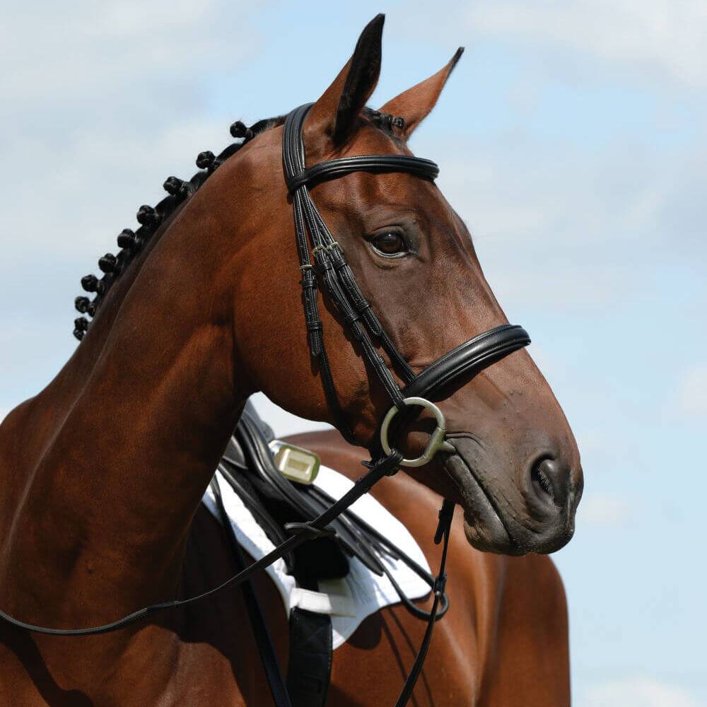 Brown horse in Collegiate Syntovia+ bridle, facing left, blue sky background.