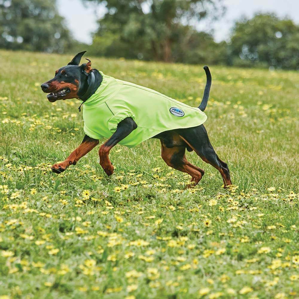Black and brown dog running in a field wearing a Weatherbeeta yellow Comfitec Active Dog Coat.