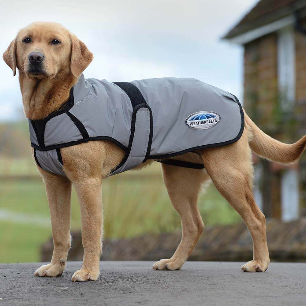 Golden retriever wears a Weatherbeeta Comfitec Reflective Dog Coat outside on stone path.
