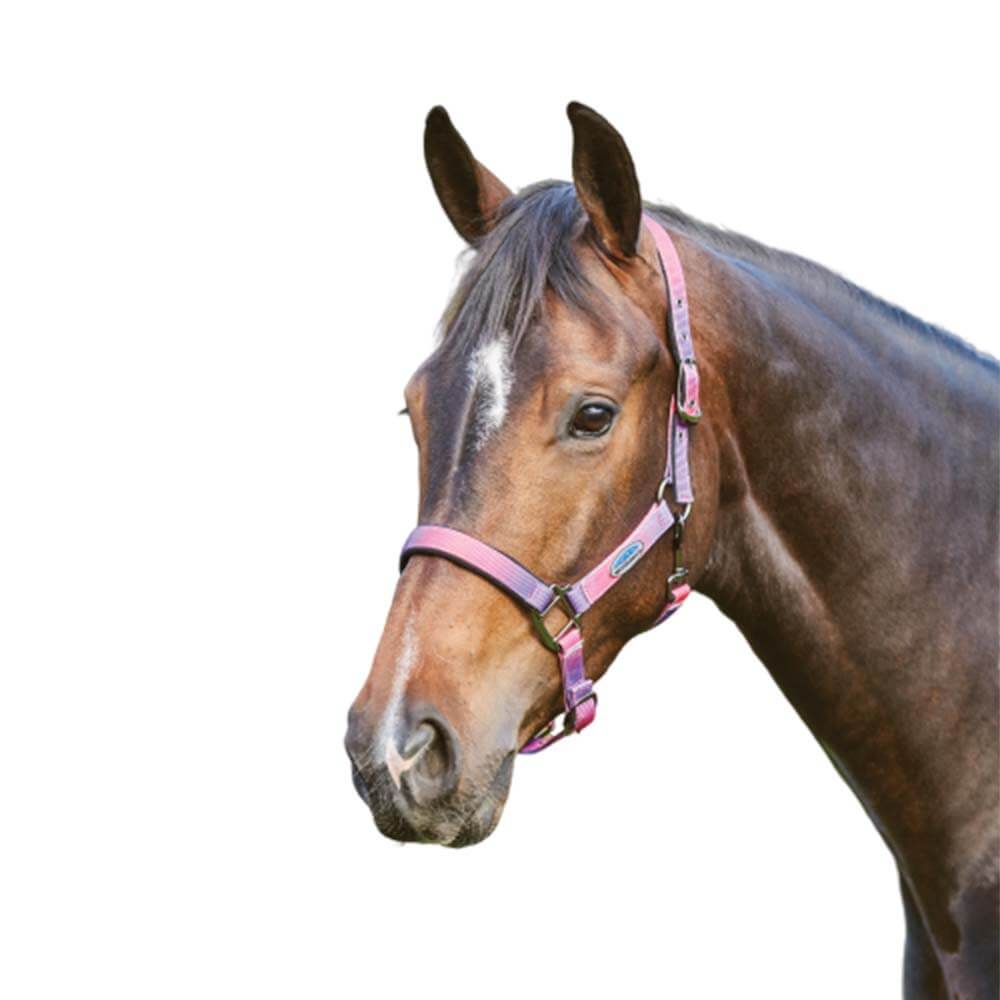 Brown horse wearing a Weatherbeeta Ombre Headcollar with fleece, facing left on white background.