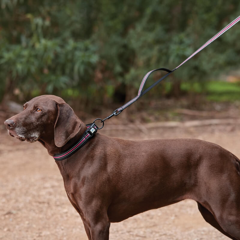 Brown dog outside on a dirt path, wearing Weatherbeeta Reflective Dog Lead Black/Pink Medium.