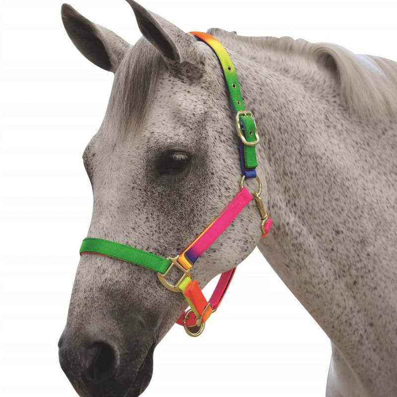 Roma Rainbow Headcollar