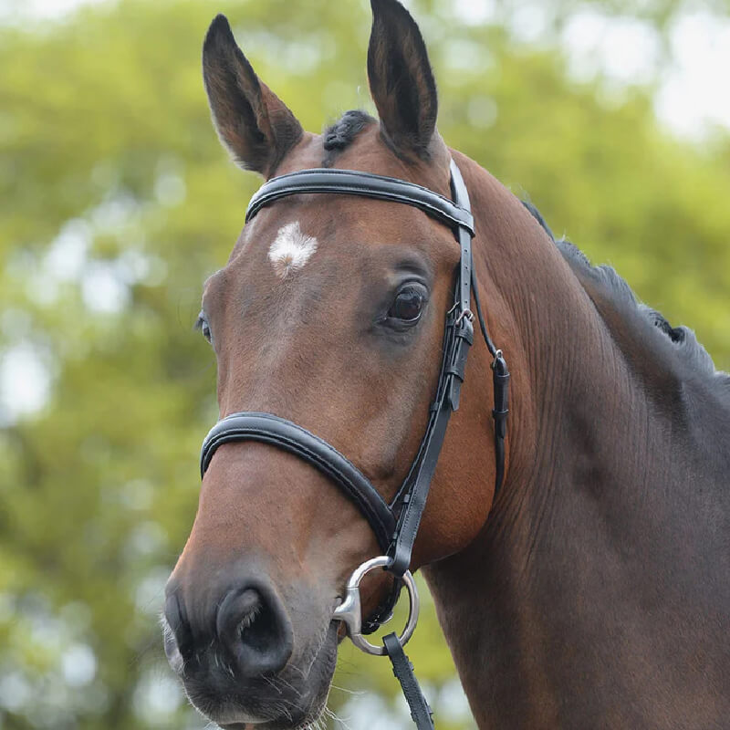 Kincade Raised Cavesson Bridle Ii