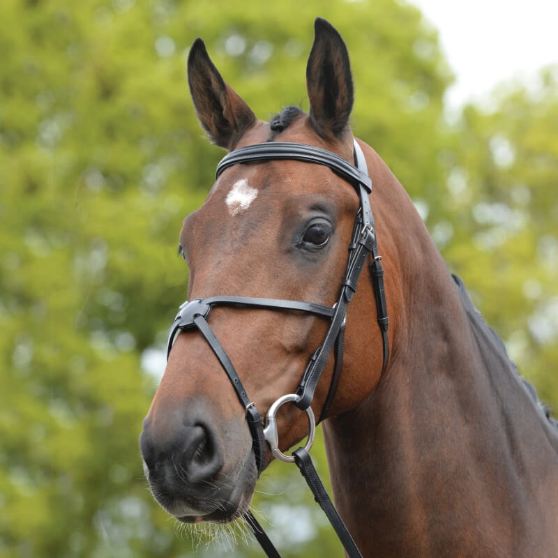 Kincade Grackle Bridle II