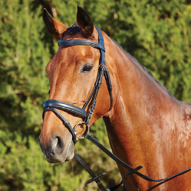 Kincade Padded Flash Bridle