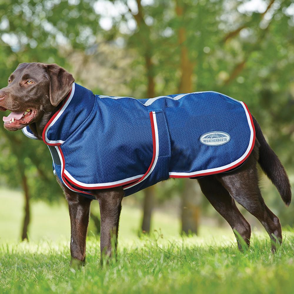 Chocolate lab wears blue Weatherbeeta Parka 1200D Deluxe Dog Coat, stands on grass, trees behind.