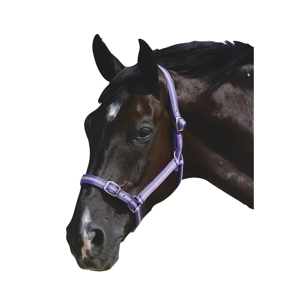 Black horse in Roma Headcollar And Leadrope Set, purple nylon, facing left on white background.