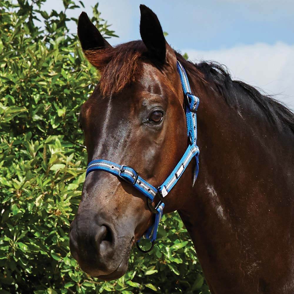 Dark brown horse in a Roma Coordinate Headcollar Grey Blue stands before green foliage and blue sky.
