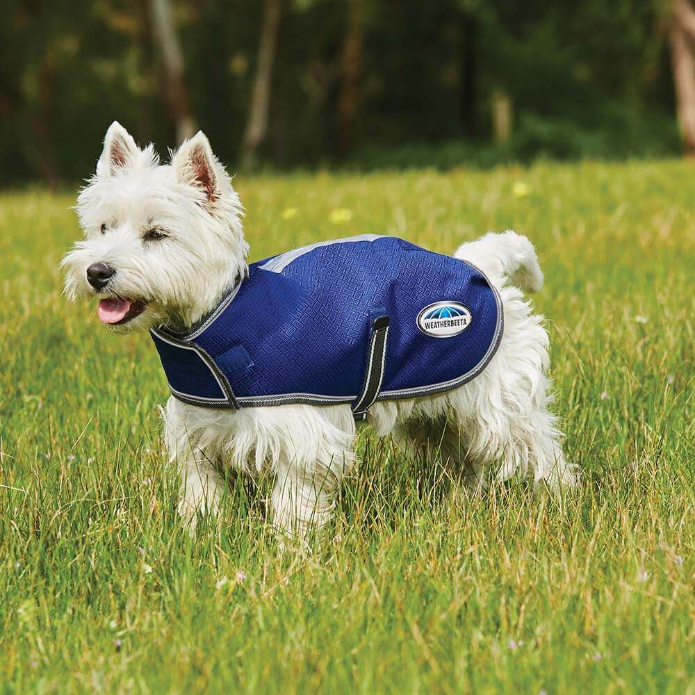Small white dog in a Weatherbeeta blue parka coat stands on grass with trees behind.