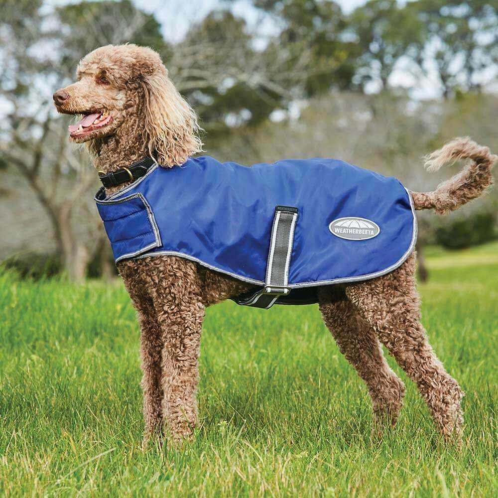 Curly brown dog in Weatherbeeta Windbreaker Parka Blue/Grey/White stands on green grass.