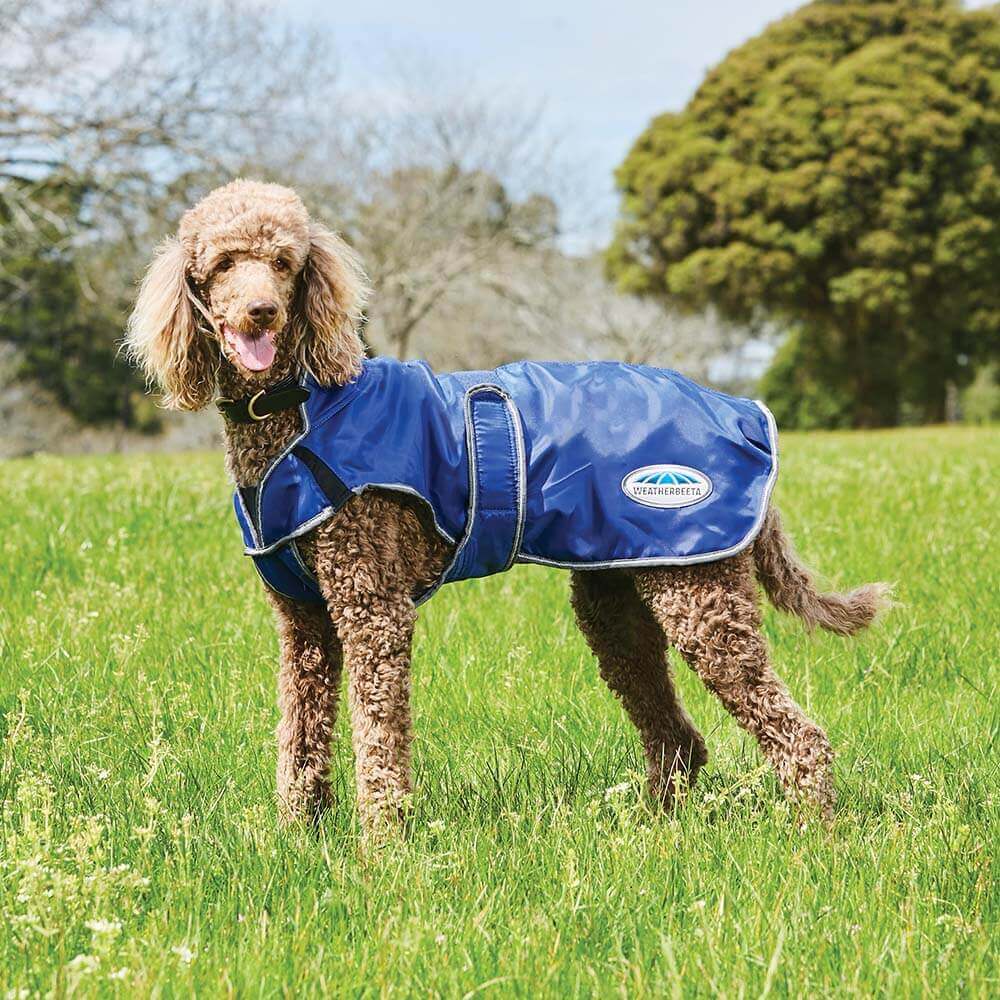 Brown poodle on grass in a Weatherbeeta Comfitec Windbreaker Parka Deluxe dog coat.
