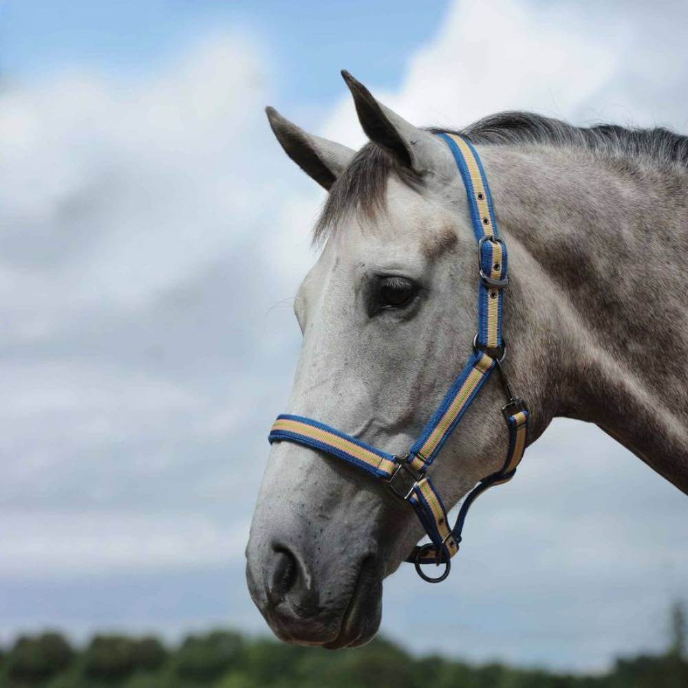 Gray horse wearing a Weatherbeeta Coordinate Headcollar in blue/apricot/green under cloudy sky.